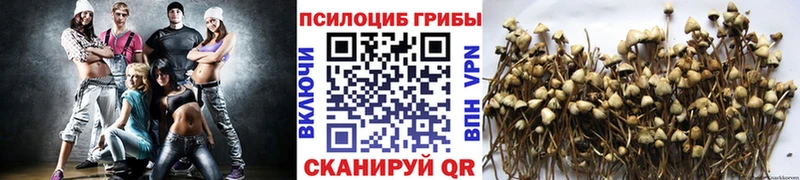 Купить  Байкальск  Псилоцибиновые грибы GOLDEN TEACHER 